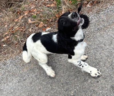 English Springer Spaniel