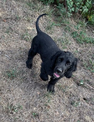 Les chiots de Cocker Spaniel Anglais