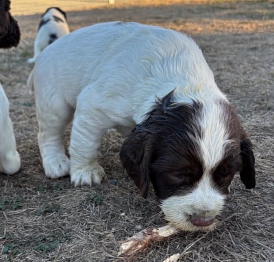 Les chiots de English Springer Spaniel