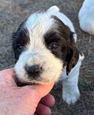 Les chiots de English Springer Spaniel