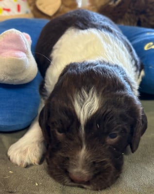 English Springer Spaniel