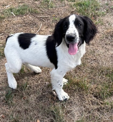 Les chiots de English Springer Spaniel