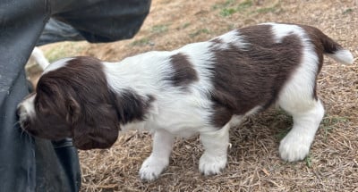 B - English Springer Spaniel
