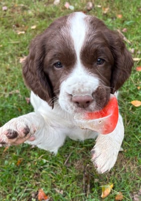 Les chiots de English Springer Spaniel