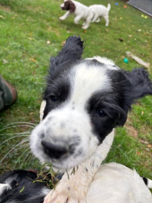 Les chiots de English Springer Spaniel