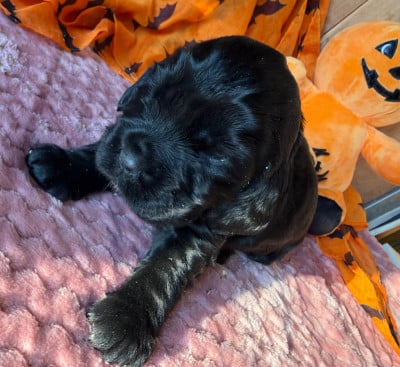 Cocker Spaniel Anglais