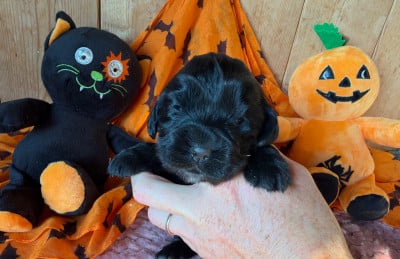 Les chiots de Cocker Spaniel Anglais
