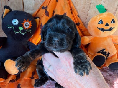 Les chiots de Cocker Spaniel Anglais