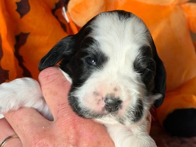 Les chiots de Cocker Spaniel Anglais