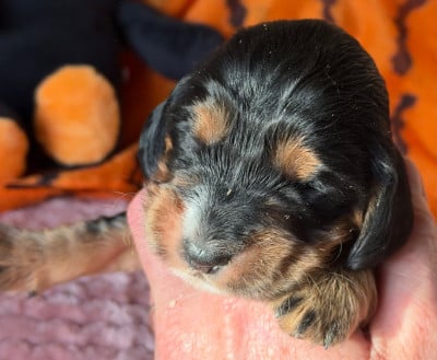 B................. - Cocker Spaniel Anglais