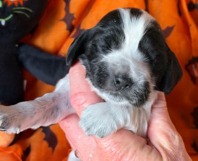 B................ - Cocker Spaniel Anglais