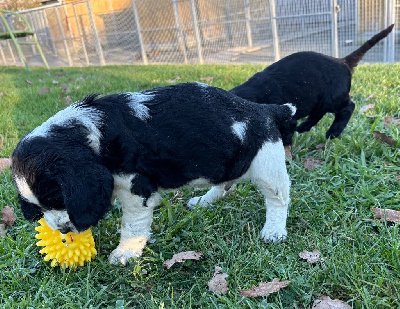 Les chiots de Cocker Spaniel Anglais