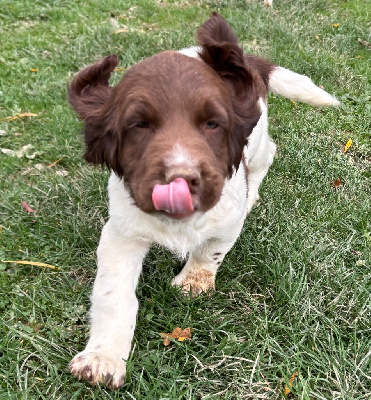 Les chiots de English Springer Spaniel