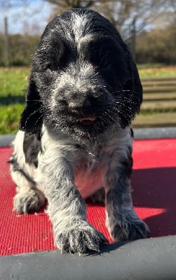 Les chiots de Cocker Spaniel Anglais