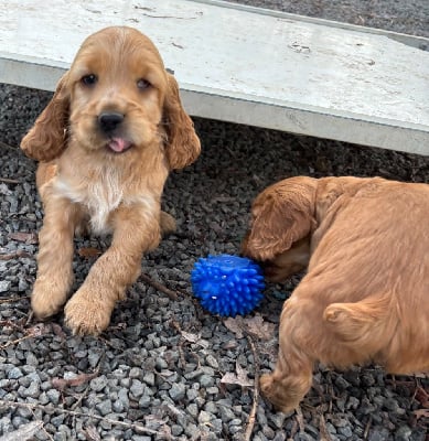 Les chiots de Cocker Spaniel Anglais