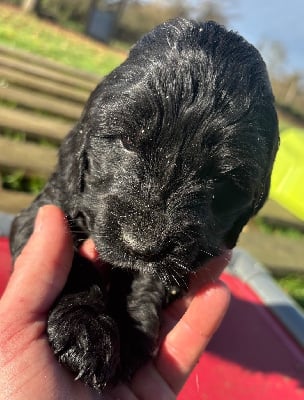 Les chiots de Cocker Spaniel Anglais