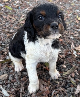 Les chiots de Epagneul Breton