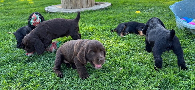 Les chiots de Cocker Spaniel Anglais