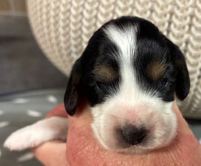 Les chiots de Cocker Spaniel Anglais