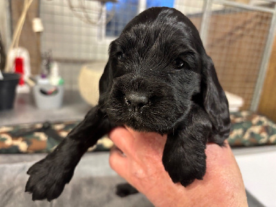 Les chiots de Cocker Spaniel Anglais