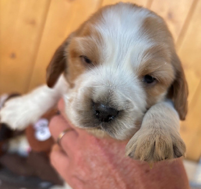 Les chiots de Cocker Spaniel Anglais