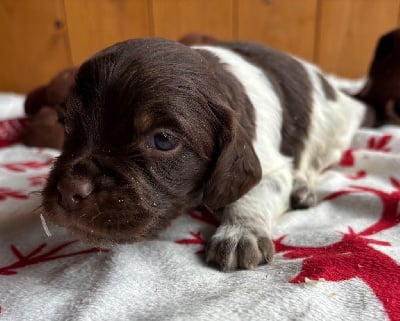 Les chiots de Epagneul Breton