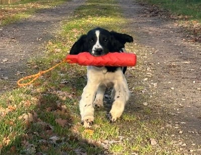 Les chiots de English Springer Spaniel