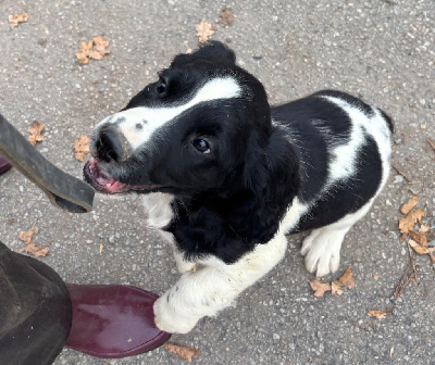 Les chiots de English Springer Spaniel