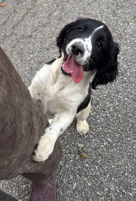 Les chiots de English Springer Spaniel