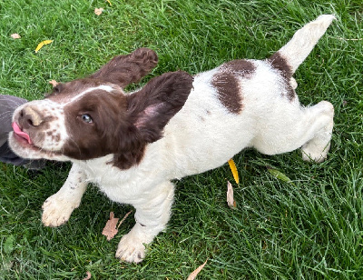 Les chiots de English Springer Spaniel