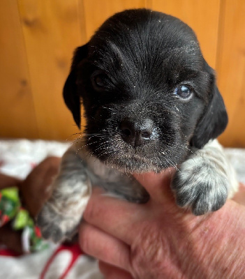 Les chiots de Epagneul Breton