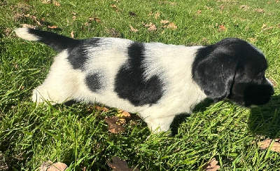 Les chiots de English Springer Spaniel