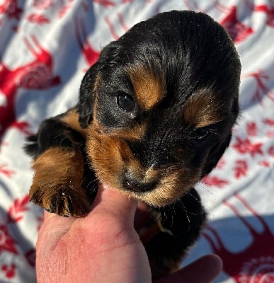 Les chiots de Cocker Spaniel Anglais