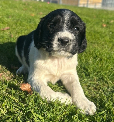 Les chiots de English Springer Spaniel