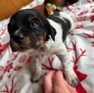 Les chiots de Epagneul Breton