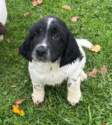 Les chiots de English Springer Spaniel