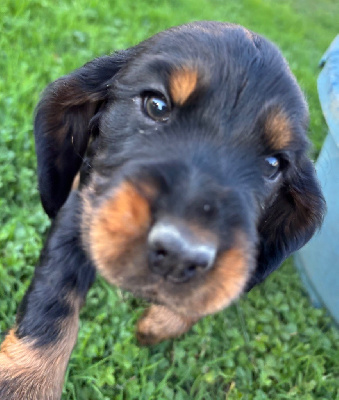 Les chiots de Cocker Spaniel Anglais