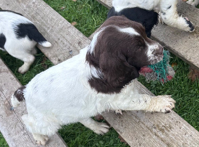 Les chiots de English Springer Spaniel