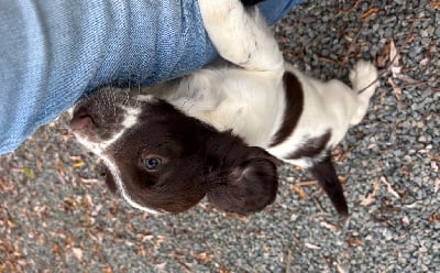Les chiots de English Springer Spaniel