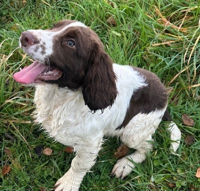 Les chiots de English Springer Spaniel
