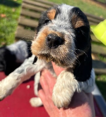 Les chiots de Cocker Spaniel Anglais