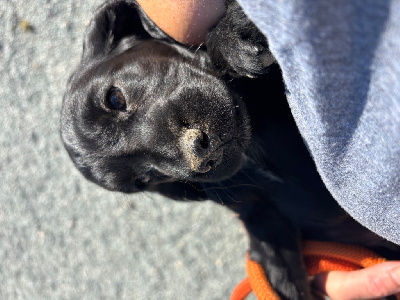 Les chiots de Cocker Spaniel Anglais