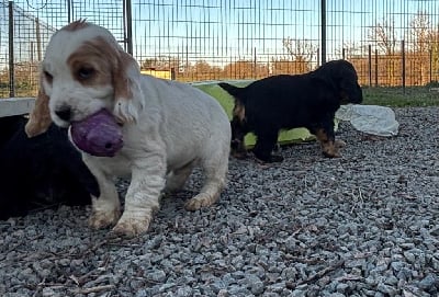 Les chiots de Cocker Spaniel Anglais