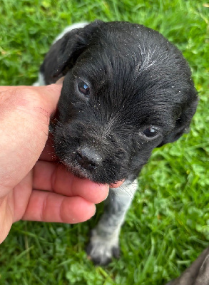 Les chiots de Epagneul Breton