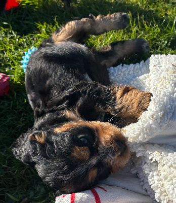 Les chiots de Cocker Spaniel Anglais
