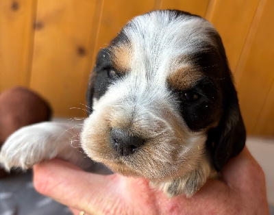 Les chiots de Cocker Spaniel Anglais