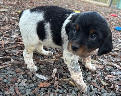 Les chiots de Epagneul Breton