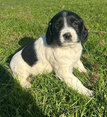 Les chiots de English Springer Spaniel