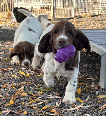 Les chiots de English Springer Spaniel