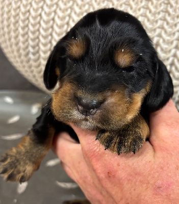 Les chiots de Cocker Spaniel Anglais
